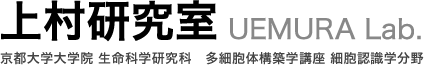 上村研究室｜京都大学大学院　生命科学研究科　多細胞体構築学講座　細胞認識学分野