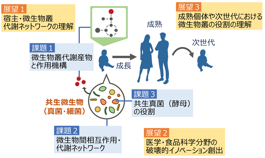 栄養環境への適応戦略と共生微生物叢の役割の理解 上村研究室|京都大学大学院 生命科学研究科 多細胞体構築学講座 細胞認識学分野